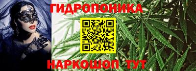 шишки Аша
